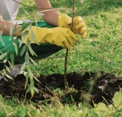 Świder ziemny Scheppach EB2000